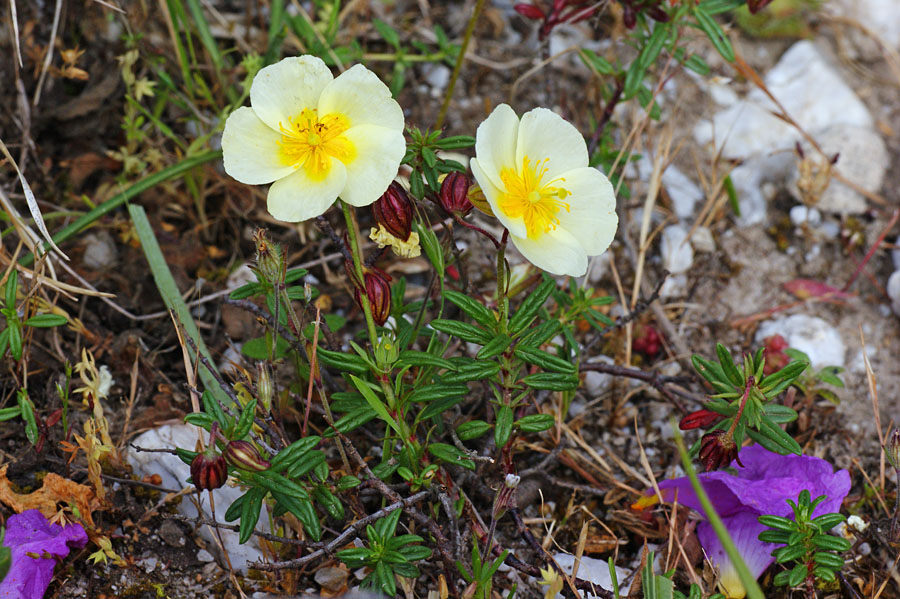 Sardegna, Helianthemum da identificare